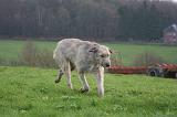 IRISH WOLFHOUND 319